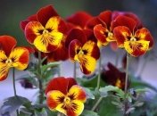 Что посадить в саду в августе