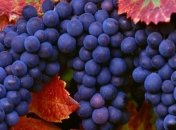 Молдова будет экспортировать продукты в Украину по упрощенной схеме