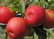 Формула здоровья: 3 яблока в день