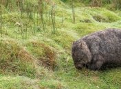 В Австралии обнаружены останки гигантского доисторического вомбата