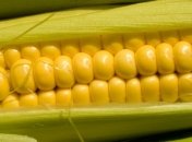 Эта полезная кукуруза