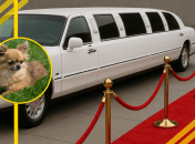 Гости встречали собаку Лукаса бурными аплодисментами