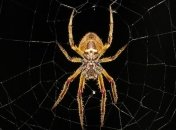 В Австралии вызвали полицию из-за мужчины, который кричал на паука