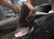 В Китае идет кампания, призывающая не есть суп из плавников акулы