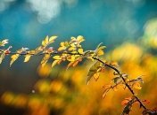 "Без осадков, красиво и уютно": синоптик порадовала прогнозом погоды в Украине на завтра