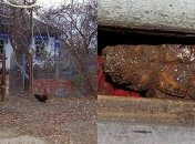 На Киевщине пожилой мужчина хранил в улье боевые снаряды