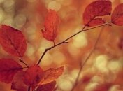 Прогноз погоды в Украине на 26 октября: на севере страны - дожди