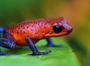 Ученые рассказали о первых жертвах шестого массового вымирания на Земле