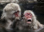 Улыбка до ушей: забавные макаки, которые просто балдеют от воды 