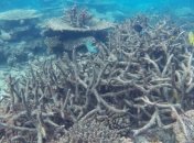 Большой Барьерный Риф будут восстанавливать роботы 