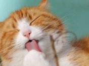 Співаючі, танцюючі і безглузді: кращі картинки і меми з котами за тиждень