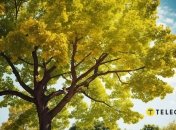 "Золоте дерево" є одним із символів удачі восени