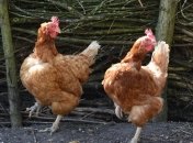 ЄС тимчасово зупинив імпорт м'яса птиці з України