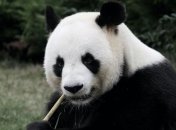Панд больше не будет: Китай будет дарить вакцину от коронавируса