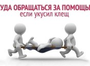 Куда обращаться, если укусил клещ: травмпункты Киева