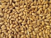 Експорт пшениці з України будуть обмежувати