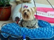 Роскошный отель для животных Barkley в Лос-Анджелесе