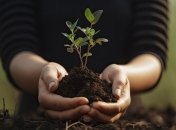 17 июня удачной будет подкормка овощных и плодовых культур