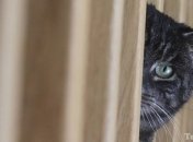 Биологи нашли у кошек ген пятнистости