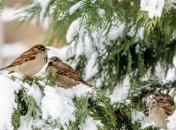 Январь в этом году холодный и снежный