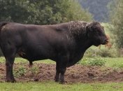 Быки с отредактированным геномом: результаты генетического исследования