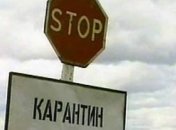 В селе, где обнаружили корову с сибирской язвой, введен карантин