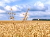 Рекордний урожай вівса: Agricom Group планує зібрати 1000 тонн