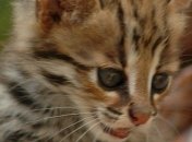 Иван Охлобыстин продает котят через Интернет