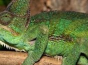 Разработана одежда, которая превращает человека в хамелеона