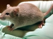 Преждевременно стареющих мышей омолодили антибиотиком