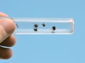 Куда сдать клеща на анализ в Киеве, и что делать, чтобы этот анализ был эффективным