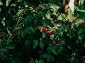 Возле малины нужно садить щавель и фасоль