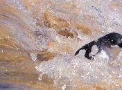 Тихий океан у побережья Австралии стал красным 