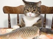 Красивое: лучшие приколы и мемы с котами, покупающими рыбов