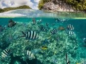 Ученые предупредили об опасности уменьшения концентрации кислорода в океане