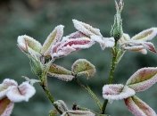 В Украине ожидаются сильные заморозки: какие регионы в опасности 