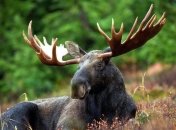 Лося внесли в Красную книгу Украины