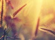 Прогноз погоды на 29 июля: ясно, на западе небольшой дождь