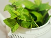 Может улучшить работу мозга: полезные свойства мяты