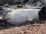 АЧС вернулась в Украину