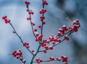 Атмосферный фронт принесет мокрый снег с дождем: прогноз погоды на 23 декабря