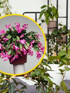 Рождественник не любит слишком много влаги