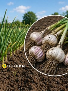 Озимый чеснок на грядке