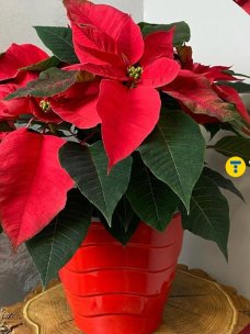Пуансетія різдвяна