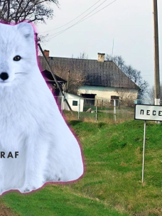 Песец на Хмельнитчине