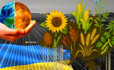 На полях чаще встречаются бобовые, лен, гречиха и конопля. Фото Коллаж "Телеграфа"