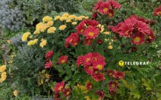 Хризантеми цвітуть у листопаді