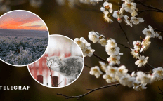 Весной заморозки и кот