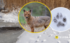 Следы хищников на снегу