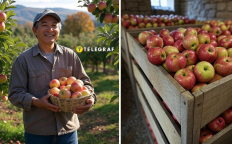 Выращивание яблок